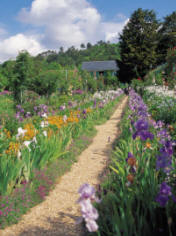 iris garden, iris landscape, iris flower beds